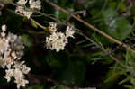 Dogtongue buckwheat